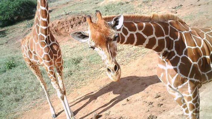Hươu cao cổ chụp ảnh trong Khu bảo tồn động vật hoang dã Lewa ở Kenya.
