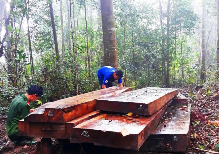 Những lóng gỗ to chưa kịp đưa ra khỏi rừng
