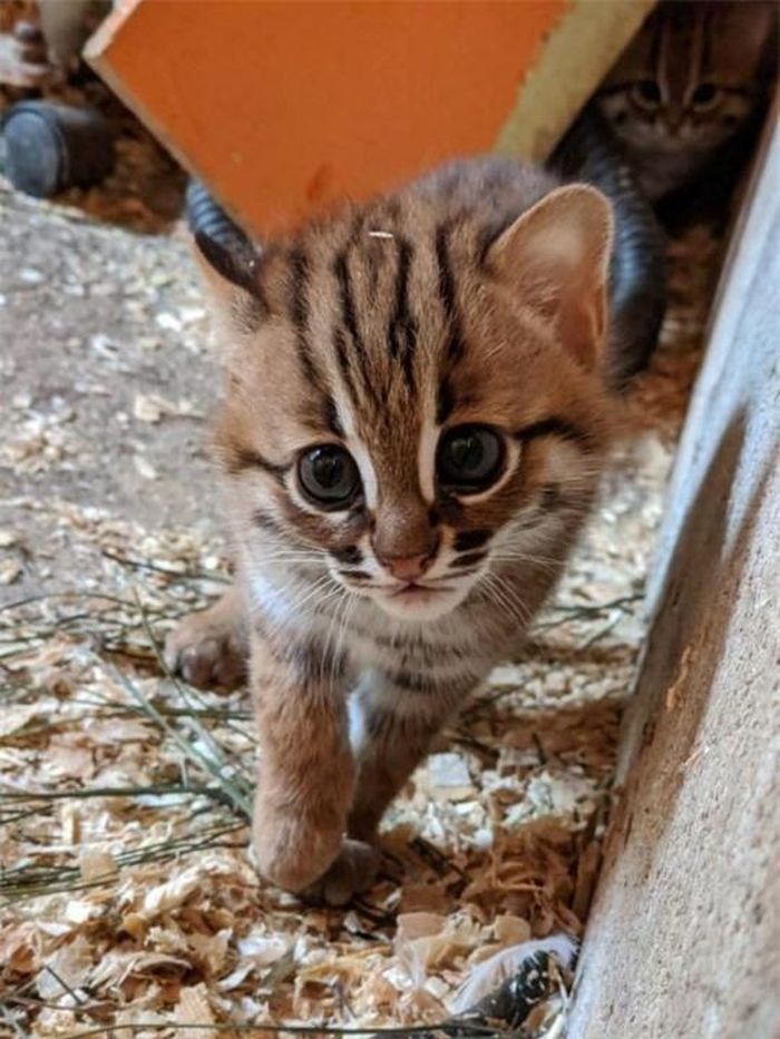(Nguồn: Porfell Wildlife Park &amp;Sanctuary)