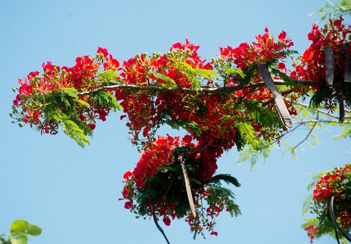  Những tán phượng đua nhau khoe sắc.