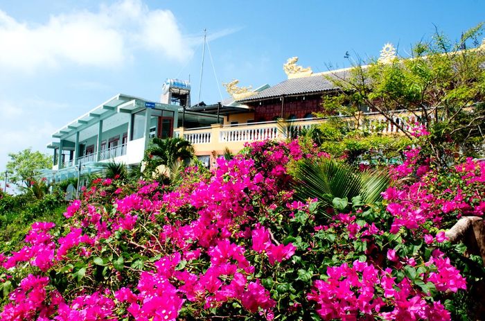  Hoa lan, hoa giấy trong sắc tím.