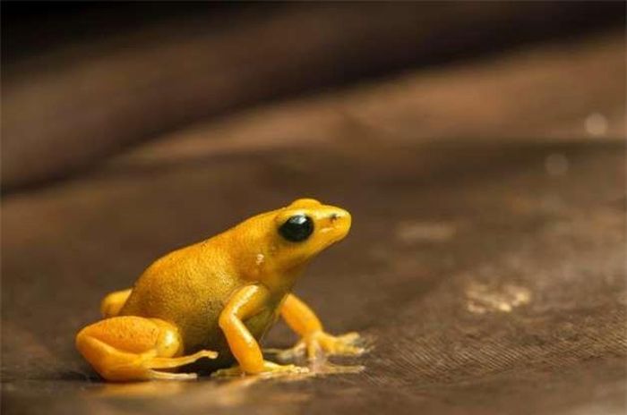 Ếch độc Mantella.
