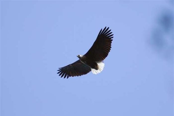 Đại bàng đầu trắng Madagascar.