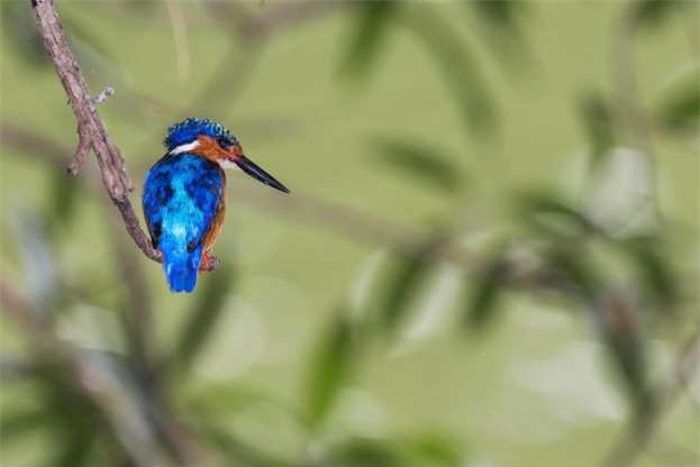 Chim bói cá Malagasy.