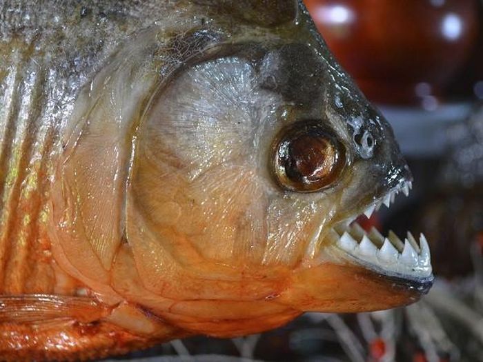 Loài Piranha còn tạo ra các loại tiếng ồn để truyền đạt các thông điệp khác nhau tới đồng loại như lời cảnh báo bằng tiếng "bark".