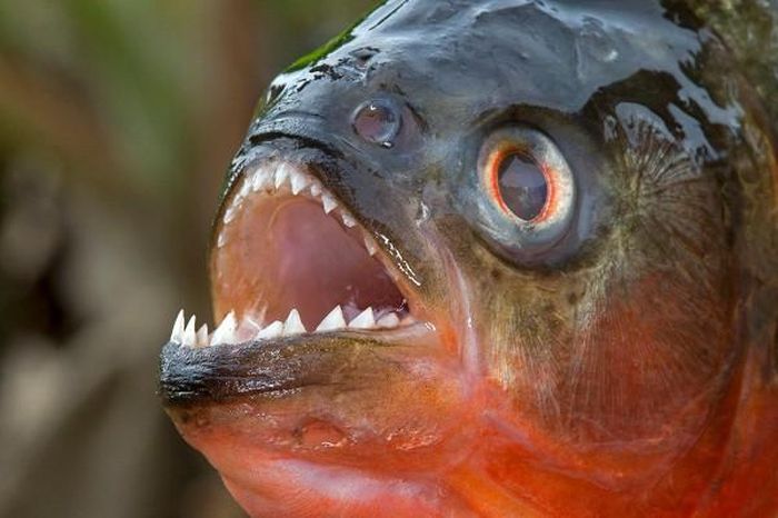 Cá Piranha sở hữu hàm răng như hàng răng cưa, sắc nhọn và đáng sợ chẳng kém hàm cá mập. Hầu hết các loài cá Piranha đều ăn thịt, và nhờ hàm răng ''khủng'' mà chúng có thể cắn xuyên qua những con cá da dày nhất của Amazon.