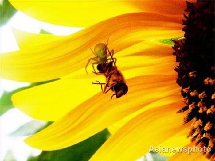 Con nhện có thân hình kì lạ, trông giống hệt mặt người
