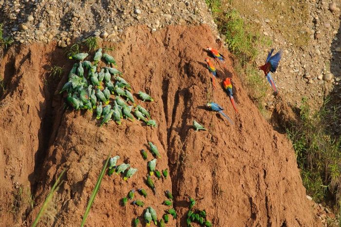 Các loại vẹt tại đất sét trong Khu bảo tồn quốc gia Tambopata, Peru