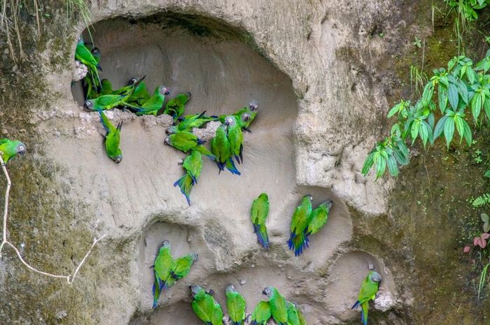 Vẹt đầu xanh (Pionus menstruus) tại một mỏ đất sét trên bờ sông Napo ở Ecuador.