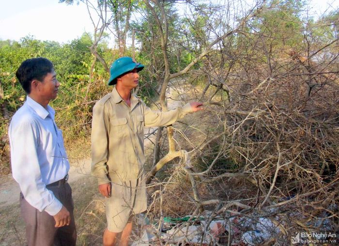 Một số cây chanh đã bị chặt bỏ vì không thể sinh trưởng tiếp được dưới thới tiết nắng nóng. Ảnh: Quang An