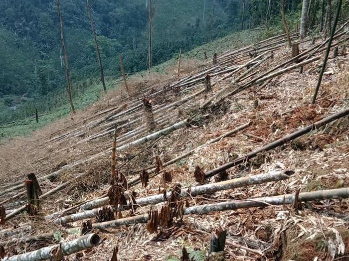 Một số diện tích rừng tự nhiên ở Nậm Tha (Văn Bàn) bị người dân phát phá để trồng quế.