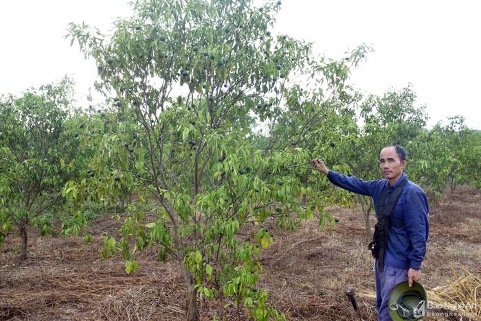 Ông Bùi Văn Thân, chủ hộ trồng cam ở xóm Thọ Thành, xã Minh Hợp cho biết, gia đình có 2 ha cam đã 4 năm tuổi, nắng nóng gay gắt trong nhiều ngày qua đã khiến toàn bộ vườn cam héo quắt. Ảnh: Xuân Hoàng