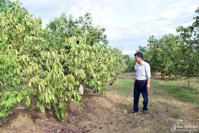 Anh Nguyễn Văn Hải ở xã Minh Hợp trồng xen một số gốc ổi vào vườn cam, nhưng nắng nóng khiến toàn bộ cây trồng bị héo. Anh Minh lo lắng vườn cam năm nay sẽ giảm năng suất do nắng hạn kéo dài. Ảnh: Xuân Hoàng