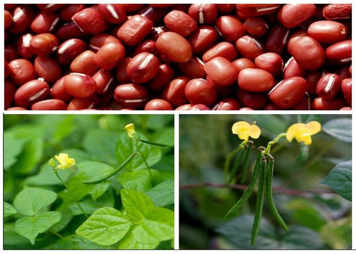 Đậu đỏ lợi thủy, tiêu sưng, trị chứng nhiệt độc mùa hè.