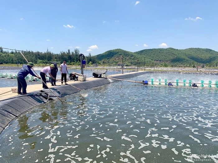 Mô hình nuôi tôm của anh Nguyễn Tiến Cường ở xóm 2, xã Diễn Trung (Diễn Châu) phát triển từ vốn vay Ngân hàng Chính sách xã hội. Ảnh: T.H