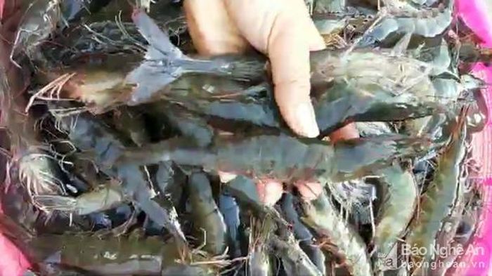 Hiện tại, tôm loại 30 con/kg chỉ có giá 170 - 180 nghìn đồng, giảm từ 110 - 120 nghìn đồng so với cùng kỳ năm ngoái. Ảnh: Hồng Diện