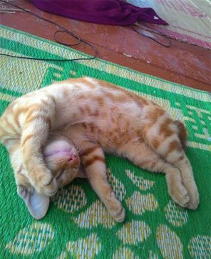 Chú mèo này nằm trên chiếu ngủ ngon lành (ảnh Hà Tĩnh)