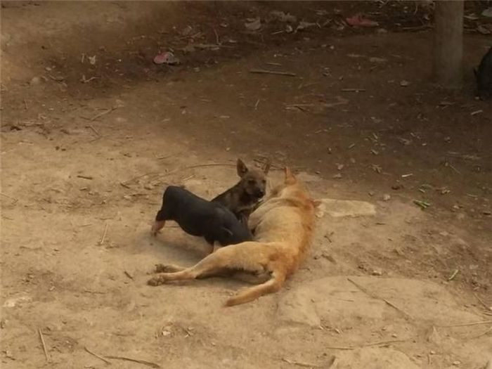 Chó mẹ này đã cưu mang một con lợn con. Hằng ngày, mẹ chó vẫn cho lợn bú ngon lành. 
