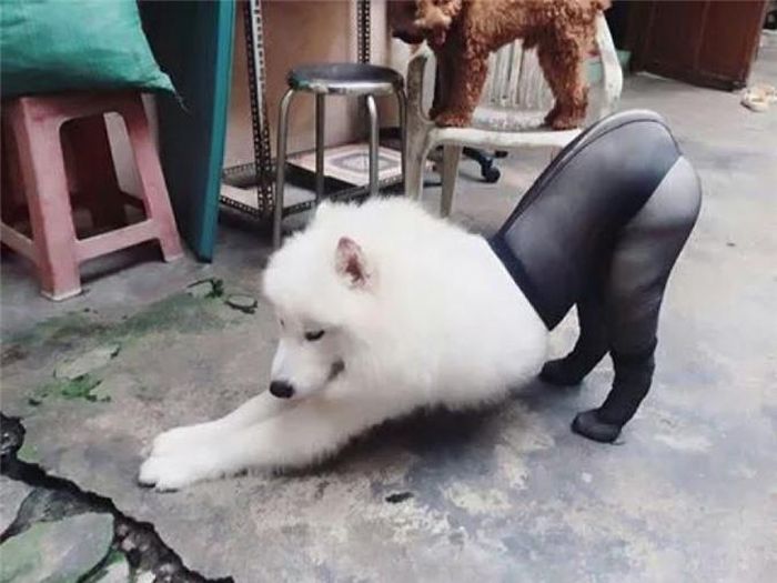 Chú chó này được gia chủ mặc cho chiếc quần, nhìn chú đỏm dáng nào có kém ai. 
