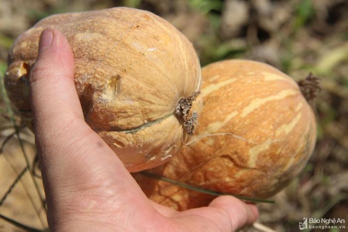 Ông Nguyễn Công Trung - Trưởng phòng Nông nghiệp và PTNT huyện Tân Kỳ, cho biết: Hiện nay huyện đang huy động các máy bơm điện, bơm dã chiến để bơm nước ở các sông, khe, suối và trong lòng hồ chứa để cứu một số diện tích lúa. Nếu trời không mưa diện tích lúa sẽ chết vì hạn ngày càng tăng. Trong ảnh: Quả bầu bị nắng hạn héo quắt. Ảnh: Văn Trường