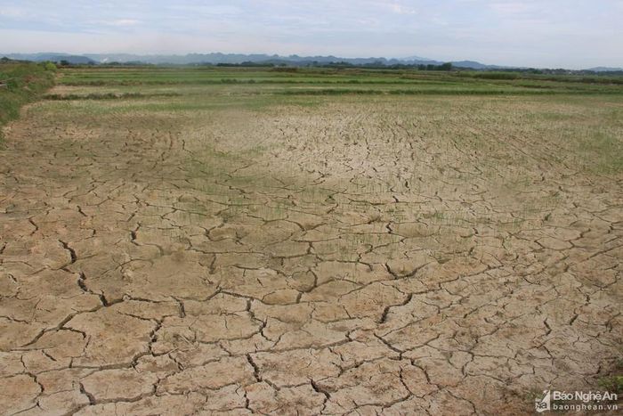 Xã Nghĩa Đồng (Tân Kỳ) hiện có trên 100 ha lúa đang bị hạn trầm trọng. Ảnh: Văn Trường
