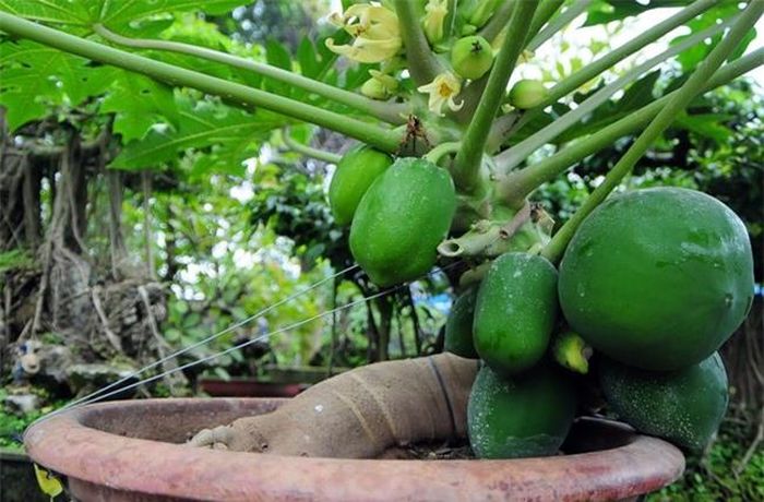 Đu đủ bonsai, một trong những loại cây hút khách.