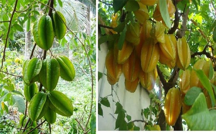 Quả khê khi chính có màu vàng rất đẹp mắt.