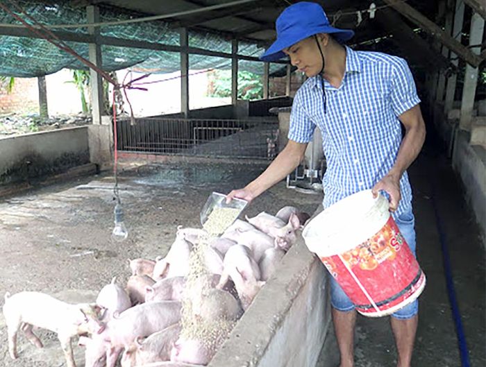 Dù khó mua con giống, song gia đình ông Đỗ Văn Hòa ở xã Tuy Lộc, huyện Cẩm Khê đã cố gắng mua được gần 20 con lợn phục vụ tái đàn bước đầu.