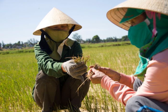 Người dân lo lắng vì lúa đang chết khô dần