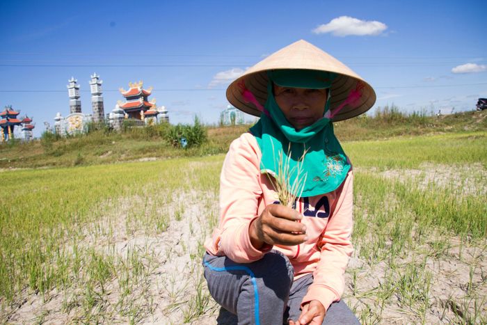 Bà Nguyễn Thị Túy bên ruộng lúa cháy khô vì hạn