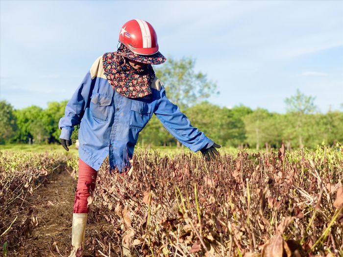 Nhiều diện tích chè của gia đình chị Nguyễn Thị Hà đã chết cháy, không thể phục hồi