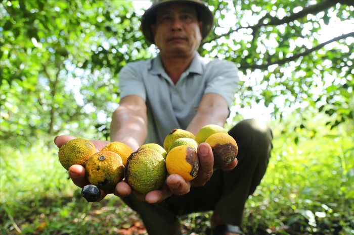 Nắng nóng, cam non rụng trước sự bất lực của nhà nông