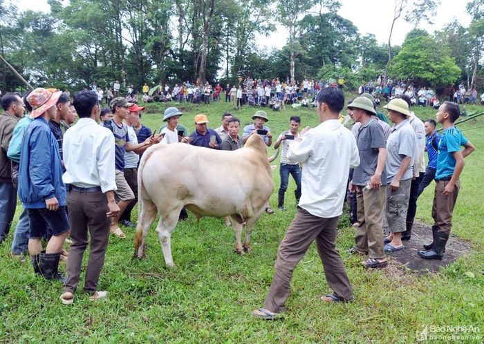 Kết thúc trận đấu, bà con dân bản ra sân chúc mừng Già Bá Chư và "đấu sĩ" trắng. Sau hội chọi ở bản, dù thắng hay thua, những "đấu sĩ" bò vẫn tiếp tục được chủ nhân chăm sóc, là gia tài lớn của gia đình. Và tiếp tục tham gia ở các hội chọi bò lần sau. Già Bá Chư tâm sự, để có được con bò khỏe, anh phải chăm sóc thường xuyên. Hàng ngày, ngoài chăn thả trên rẫy, tối về anh còn cho thêm cỏ sữa. Bò chiến thắng là một niềm tự hào của cả gia đình, cả bản. Ảnh: Công Kiên