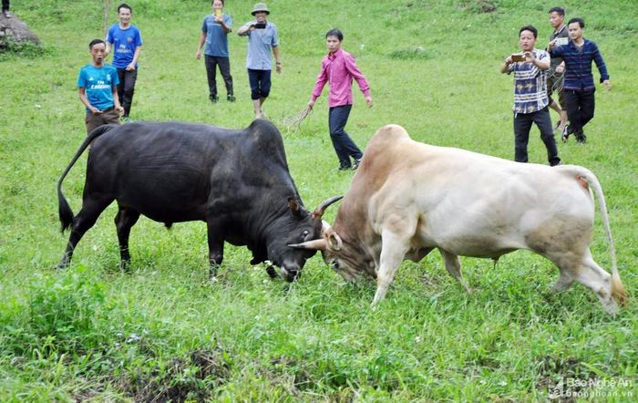 Hai "đấu sĩ" vào cuộc quyết liệt với nhiều miếng võ nguy hiểm nhằm làm cho đối phương lúng túng, dẫn đến sơ hở, buộc phải bỏ chạy. Ảnh: Công Kiên