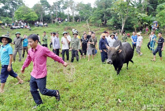 Một buổi sáng đầu tháng 7/2020, anh Xồng Bá Dênh ở bản Ca Nọi, xã Na Ngoi (Kỳ Sơn) dắt chú bò lớn và khỏe nhất của gia đình đến sân tham gia hội chọi bò. Không riêng gì anh Dênh mà nhiều gia đình có bò khỏe ở các bản khác cũng đưa bò đến tham gia hội chọi, số lượng "đấu sĩ" bò lên tới hàng chục con. Ảnh: Công Kiên