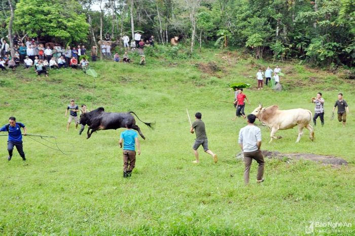 Bị đối phương ghì chặt, nguy cơ bị thương ở mắt, cuối cùng chú bò đen của anh Xồng Bá Dênh buộc phải bỏ chạy, kết thúc chuỗi những trận bất bại của "đấu sĩ" bò đen. Phần thắng thuộc về chú bò của Già Bá Chư. Để đảm bảo an toàn cho người dân xem chọi bò, Ban tổ chức đã cắt cử những thanh niên to khỏe, cầm sào và thòng lọng, sẵn sàng ngăn cản những chú bò hiếu chiến tiến về phía khán giả. Ảnh: Công Kiên