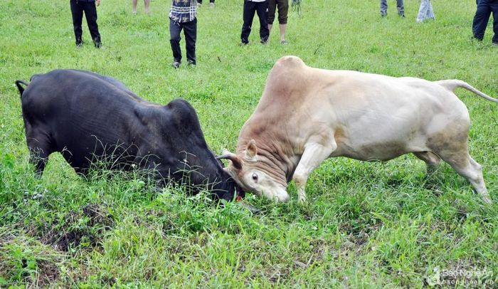 Trong một tình huống bất ngờ, bò của Già Bá Chư đã nhanh chóng dùng sừng gì chặt mũi đối phương xuống đất, đẩy đối phương vào thế bị động. Ảnh: Công Kiên