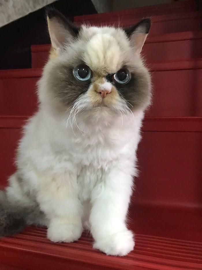 Meow Meow, một chú mèo cau có sống tại Đài Loan. Những chú mèo với biểu hiện cau có luôn thu hút sự yêu thích của mạng xã hội. (Nguồn: Boredpanda)