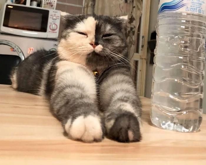 Một chú mèo hai mặt đến từ Thái Lan với vẻ ngoài cực kỳ dễ thương. Chủ nhân của nó cho biết chú mèo tên Cat. (Nguồn: Boredpanda)