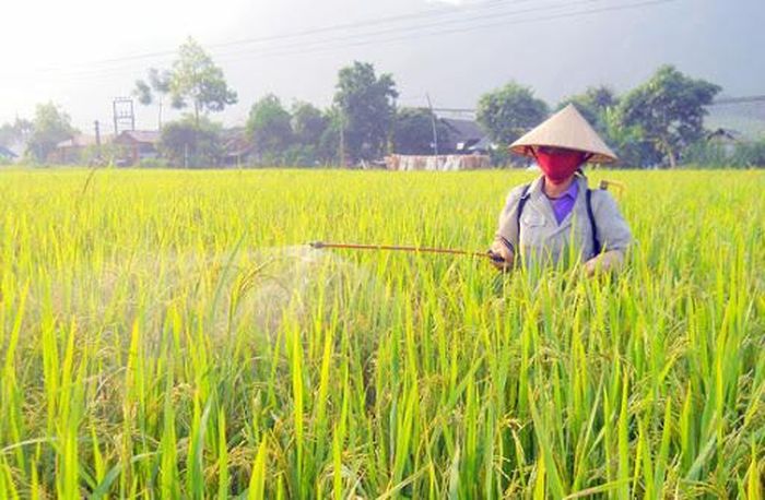 Người dân Định Hóa rất ưa dùng phân bón Văn Điển