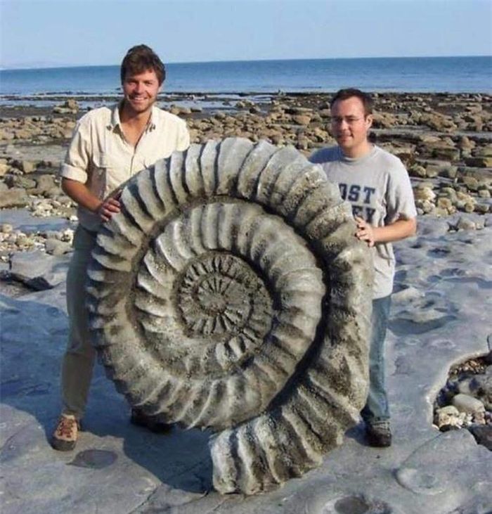 Hóa thạch khổng lồ của loài ốc Ammonite