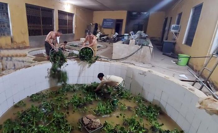 Đưa giá thể vào bể cá sinh sản.