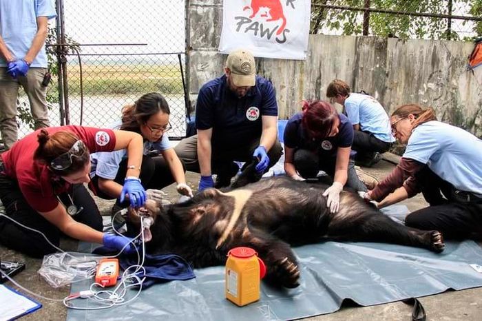 Nhân viên Tổ chức Four Paws (trại gấu Ninh Bình) kiểm tra sức khỏe cho gấu ngựa.