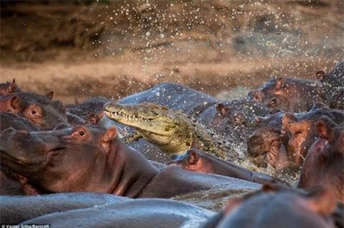 Đây có thể coi là cuộc đi săn sai lầm của cá sấu.