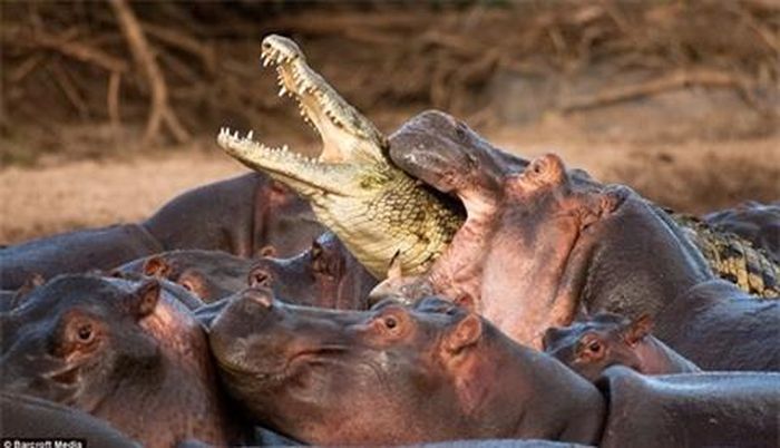 Dù là kẻ săn mồi đáng sợ nhưng cá sấu vẫn phải đầu hàng trước hà mã.