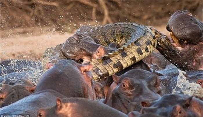 Kẻ săn mồi đáng sợ nhất tại các vùng nước bị trả giá bằng mạng sống của mình.