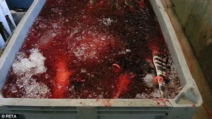 Sau khi đã bị lột da lưng, cá sấu bị ném vào các thùng đá như thế này. Ảnh: Peta.