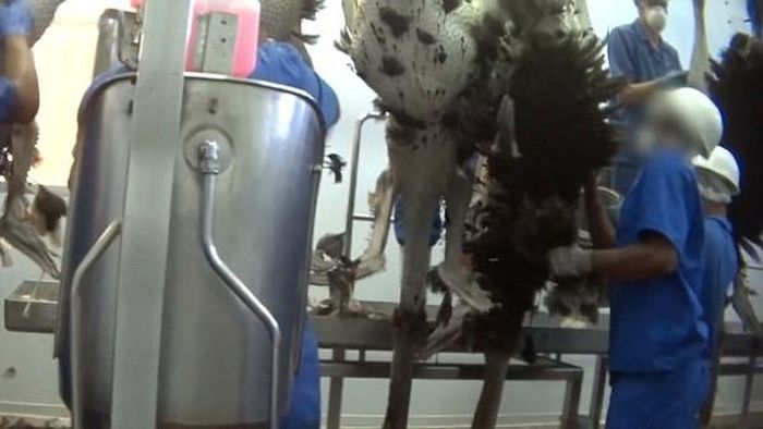 Đó là hình ảnh chụp lén tại hai công ty đà điểu giết mổ lớn nhất thế giới, trong đó có công ty cung cấp da đà điểu độc quyền cho thương hiệu Hermès Birkins. Ảnh: Peta.
