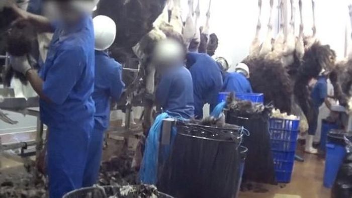 Những con đà điểu bị vặt lông và lột da sống một cách tàn nhẫn. Họ lấy da đà điểu để chế tác thành túi xách thượng hạng. Ảnh: Peta.