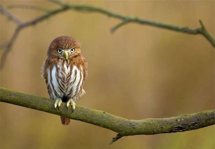 Chú cú giống ferruginous pygmy "nghỉ ngơi" trên 1 cành cây. Loài cú này hoạt động mạnh vào chiều tối nhưng chủ yếu đi săn vào ban ngày.